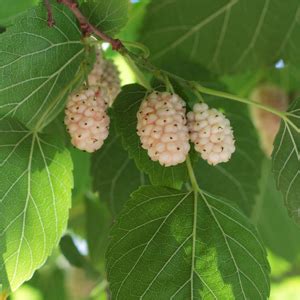 beautiful day mulberry tree.